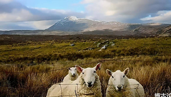 Android 跨平台开发学习：Flutter 与 Native 交互-Ferry资源网